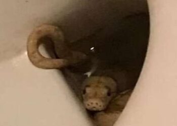 الثعبان فى المرحاض